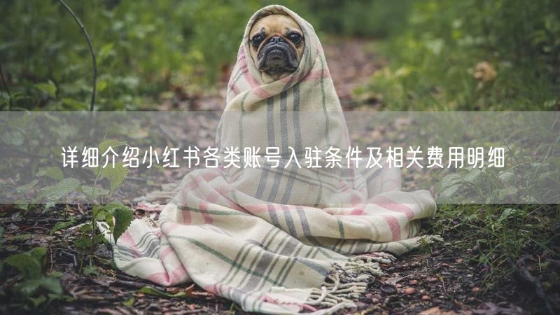 详细介绍小红书各类账号入驻条件及相关费用明细